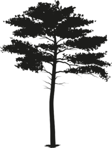 Surf Landes pin Lit et Mixe